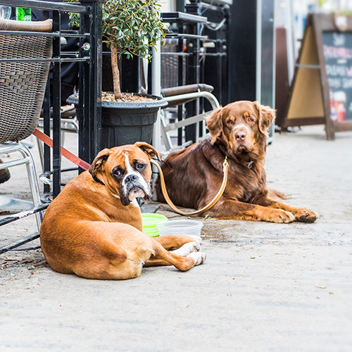 Two dogs lying down at a restaurant with water bowls